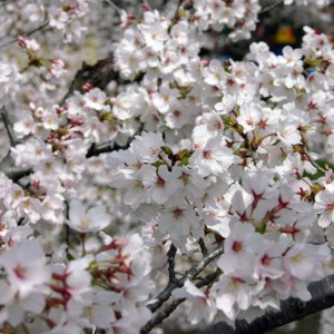 新境川の桜